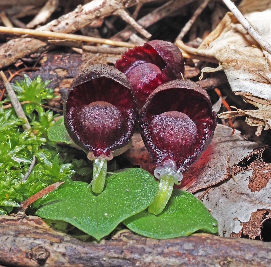 western helmet orchid