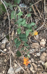 Pseudogynoxys haenkei