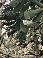 Opuntia dejecta