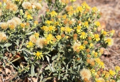 Heterotheca vespertina