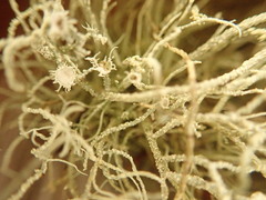 Usnea perplexans