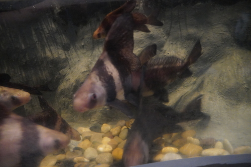 Chinese sucker (Myxocyprinus asiaticus) — Catostomidae — 4