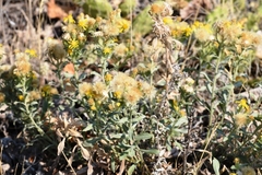 Heterotheca vespertina