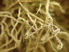 Usnea perplexans