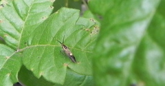 Esperia sulphurella