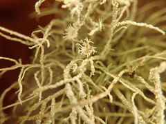 Usnea perplexans