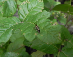 Esperia sulphurella