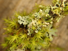 Physcia alnophila