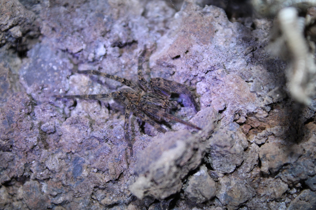 Zoropsis rufipes
