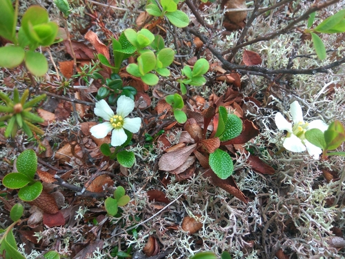Image of Diapensia obovata by (c) Валерия Ковалева, some rights reserved (CC BY)