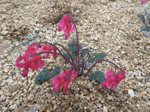 Image of Dicentra peregrina by (c) Валерия Ковалева, some rights reserved (CC BY)