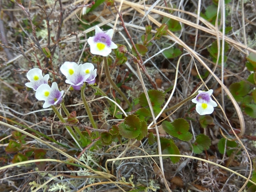 Pinguicula spathulata