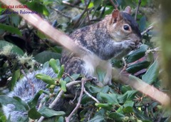 Sciurus colliaei