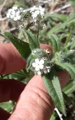 Cryptantha barbigera fergusoniae