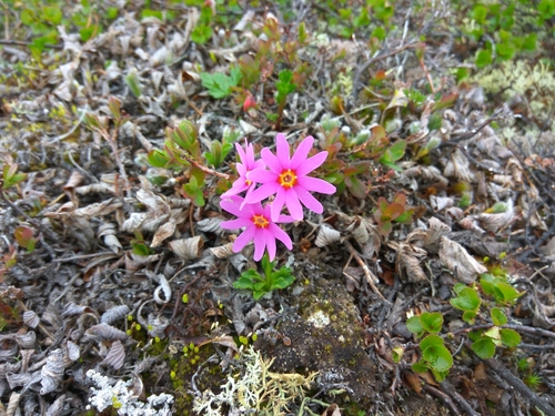 Image of Primula cuneifolia by (c) Валерия Ковалева, some rights reserved (CC BY)