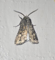 Sympistis sectiloides