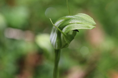 Pterostylis monticola