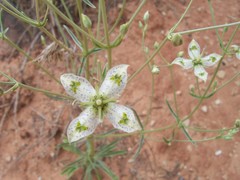 Frasera albomarginata