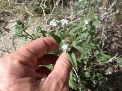 Cryptantha barbigera fergusoniae