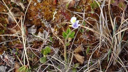 Pinguicula spathulata