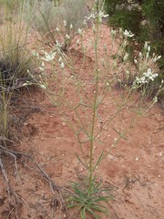 Frasera albomarginata