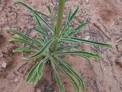 Frasera albomarginata