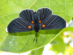 Melanis acroleuca acroleuca