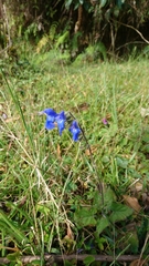 Salvia scutellarioides