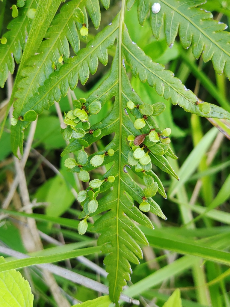 prolific chain fern