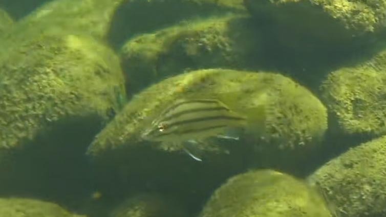 Silver Grunter From Crystal Creek QLD 4816 Australia On August 1 2017 silver-grunter-from-crystal-creek-qld-4816-australia-on-august-1-2017