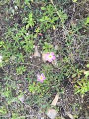 Phlox roemeriana