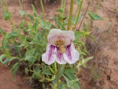 Penstemon palmeri