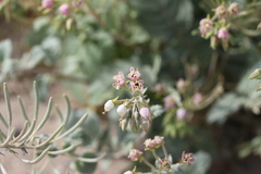 Chylismia