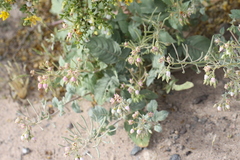 Chylismia
