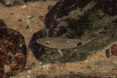 Lutjanus johnii