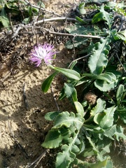 Centaurea sphaerocephala