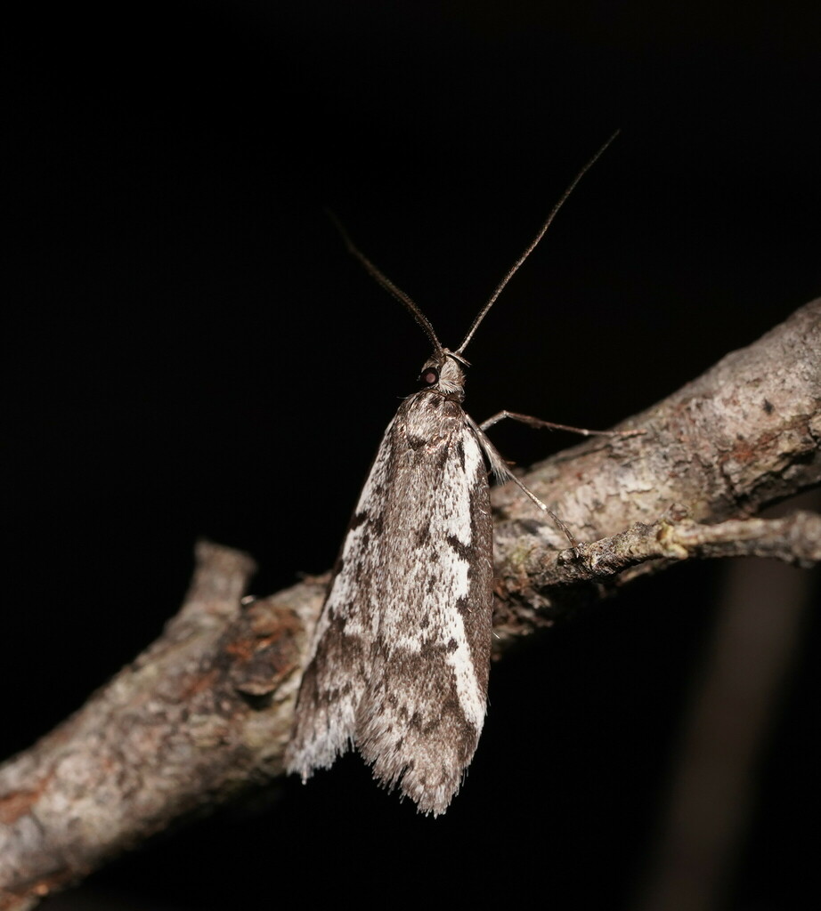 Philobota stella