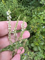 Melilotus albus image