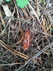 Amphipsalta zelandica