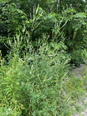 Melilotus albus image
