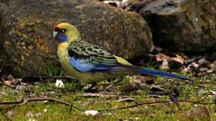 Platycercus elegans flaveolus