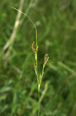 Juncus gracillimus