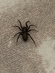 Herpyllus