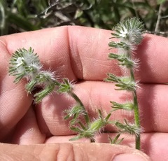 Cryptantha barbigera barbigera