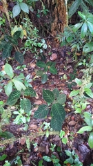 Drymonia droseroides