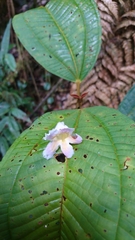 Drymonia droseroides