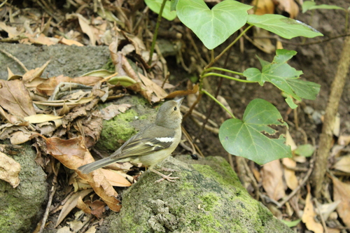 Canary Islands Chaffinch (Fringilla canariensis), photo 10