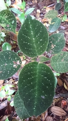 Drymonia droseroides