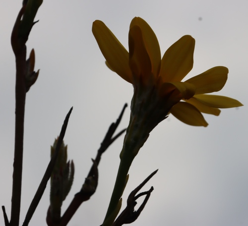 Image of Osteospermum junceum by (c) Tony Rebelo, some rights reserved (CC BY-SA)