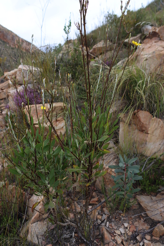 Image of Osteospermum junceum by (c) Tony Rebelo, some rights reserved (CC BY-SA)